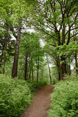 Dirt path winding through dense green forest with tall trees and lush ferns, natural woodland scene showing empty trail surrounded by vibrant foliage and leafy canopy