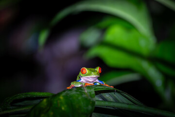 A frog on a leaf in Costa Rica at night