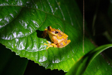 Yellow frog on a leaf in the jungle of Costa Rica