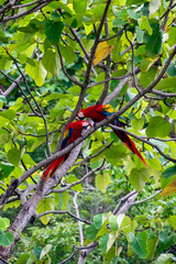 Two love birds in Costa Rica
