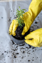 Planting rosemary seedling at home with yellow gloves