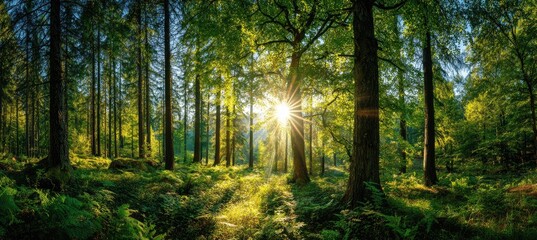 Obraz premium Sunlight streams through a lush forest filled with tall trees and ferns