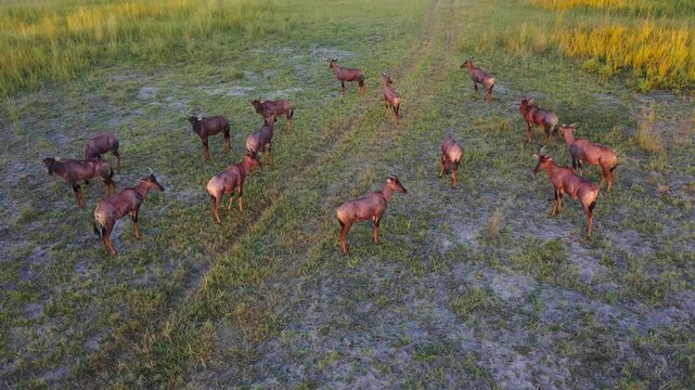 Drone view of a group of Tsessebe Antelope Herd grazing and moving through the golden grasslands