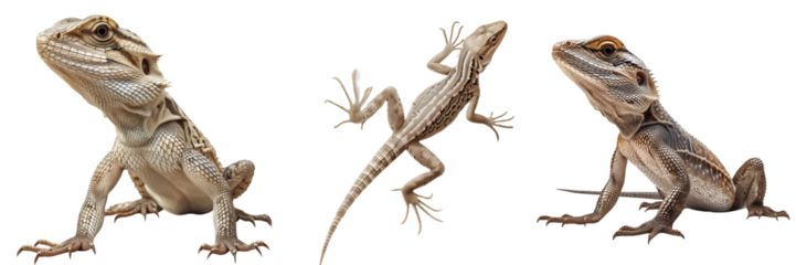 Lizard Set Isolated on Transparent Background. PNG