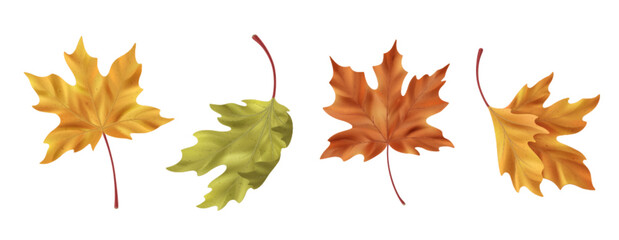 Realistic maple leaf collection with yellow, green, orange and red autumn foliage for seasonal designs. Natural botanical elements with fall colors and detailed textures. Isolated leaves with stems.