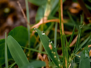 Close-up of Fresh Green Grass with Dew Drops in the Morning Light, Macro Nature Photography for Botanical, Gardening, and Environmental Themes