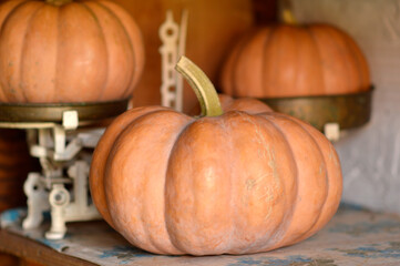 pile of ripe squash close up