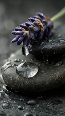 Lavender Droplet on Stone