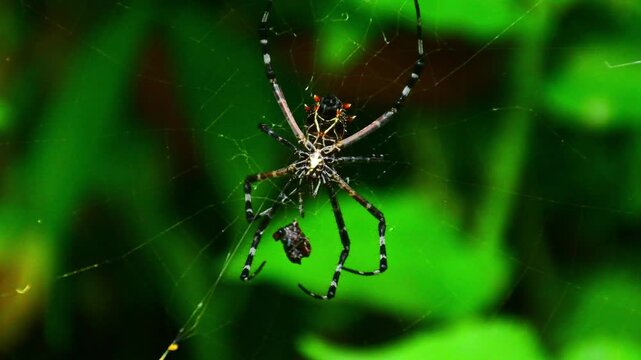4K Macro Footage of Spider Feeding on Prey Outdoors