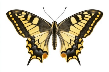Fototapeta premium Swallowtail Butterfly Drawing. Detailed Sketch of a Yellow Swallowtail Butterfly on White Background