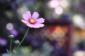 カラフルな背景とコスモスの花