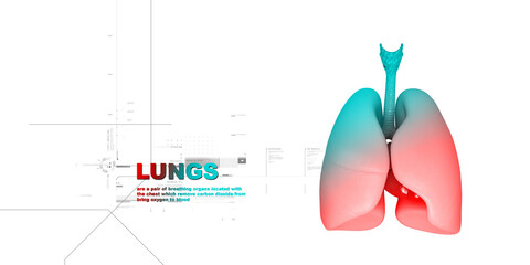 3d illustration Healthy Human Lungs 
