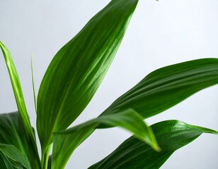 Obraz premium Close-up of several vibrant green leaves against a muted gray backdrop