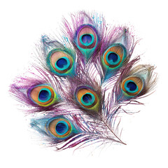 Obraz premium Colorful peacock feathers, studio shot, isolated background, decorative design element