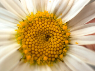 Chamomile close-up. Chamomile in macro photography. Vertical photo.