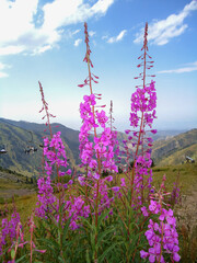 Pink mountain herbs blooming in front of a panoramic species