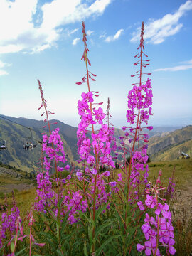 Pink mountain herbs blooming in front of a panoramic species