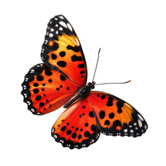 Obraz premium Orange and black spotted butterfly in flight