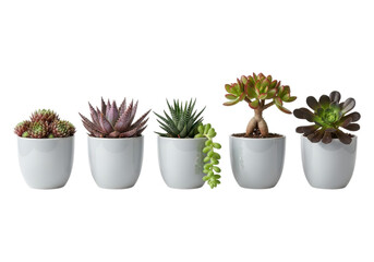 Obraz premium Collection of five potted succulent plants isolated on transparent background