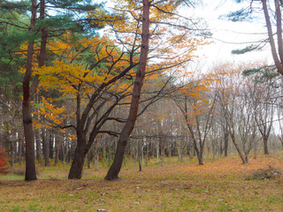 Obraz premium 秋の木々