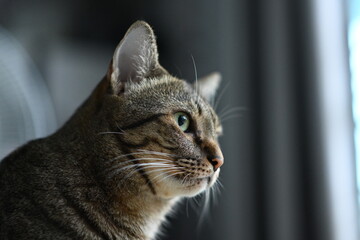 A tabby cat sitting and lying down with a friendly posture