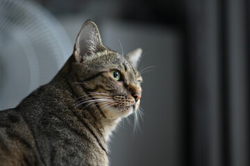 A tabby cat sitting and lying down with a friendly posture
