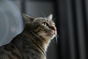 A tabby cat sitting and lying down with a friendly posture