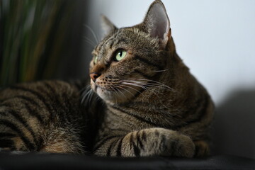 A tabby cat sitting and lying down with a friendly posture
