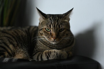 A tabby cat sitting and lying down with a friendly posture