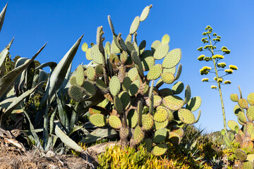 Stunning Mediterranean garden featuring large prickly pear cactus, agave plants, and century plant...