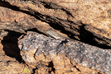 Agame des rochers en Namibie