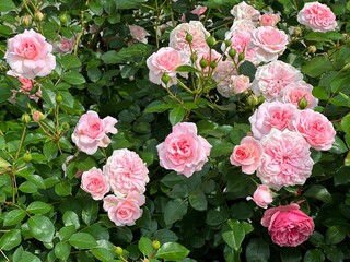 Rose bush beautiful delicate pink roses blooms in flower garden.