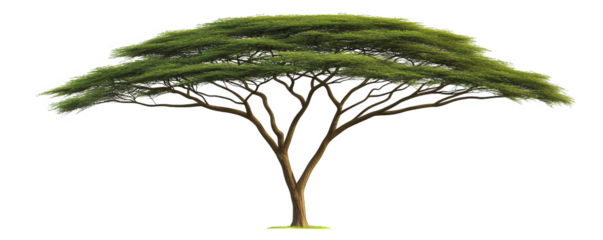 Isolated Green Leaf Canopy Tree on Transparent Backdrop in Studio Lighting
