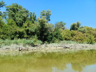 Riverside Trees with Golden Late-Summer Foliage