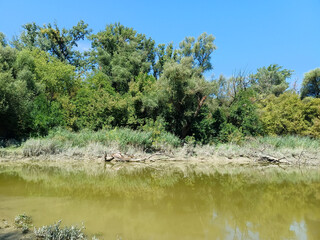 Riverside Trees with Golden Late-Summer Foliage