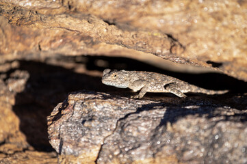 Agame des rochers en Namibie