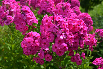 Obraz premium Pink moss phlox close-up