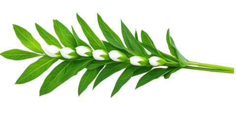Linear Composition of White Flower Buds and Green Leaves