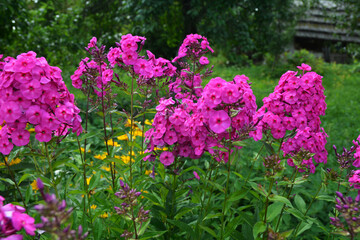 Pink moss phlox close-up