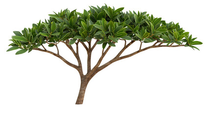 Obraz premium Lush Green Tree with Wide Canopy Isolated on Transparent Background