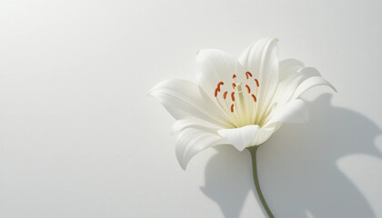 Obraz premium White lily with negative space, soft shadow