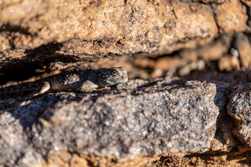 Agame des rochers en Namibie