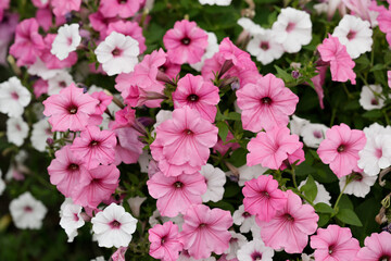 Petunia, namely surfinia. Petunias mixed colors in the garden. Colorful common garden petunias. Petunias floral background