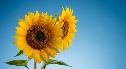 Obraz premium Vibrant sunflowers against a bright blue sky create a cheerful summer scene
