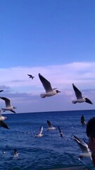 Seagulls in flight over a calm ocean under a clear blue sky
