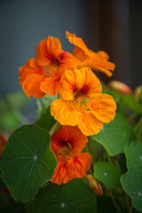 Closeup vibrant orange nasturtium flowers with green leaves in bloom