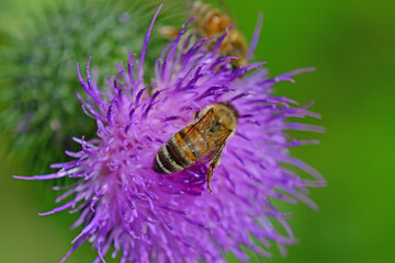 bee on  flower of a bull thistle