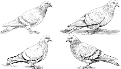 Pigeon Sketches, Four Different Poses