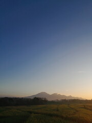 rice paddy field in the morning