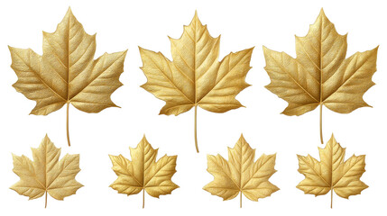 Golden maple leaves isolated on transparent background with detailed texture and veins